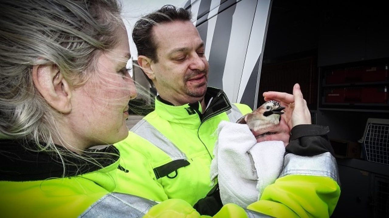 Vlaamse gaai uit boom gered