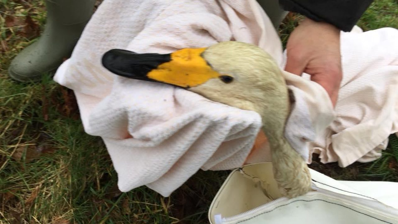 Gewonde zwaan gered uit duiker in sloot