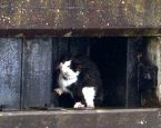 Darcy de kat