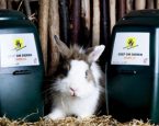 Dierenbescherming digitaal collecteren