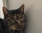 De kat Spyke