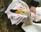 Een zwaan is gered