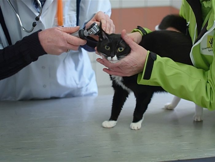 Dierenarts onderzoek kat