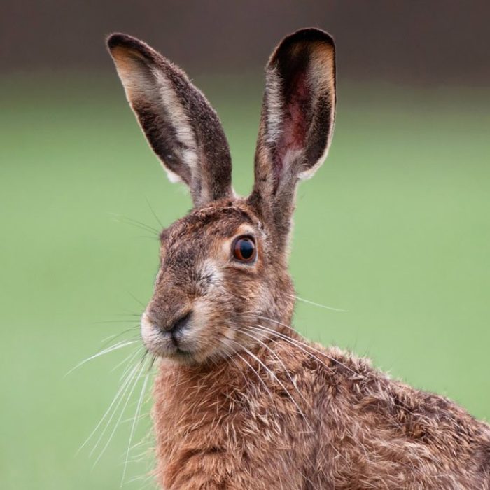 Vrijwilligerswerk bij de dierenambulance