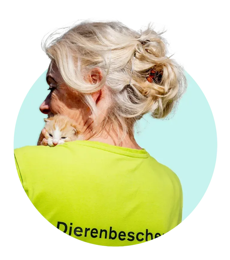 2026 Banner header kittens 2025