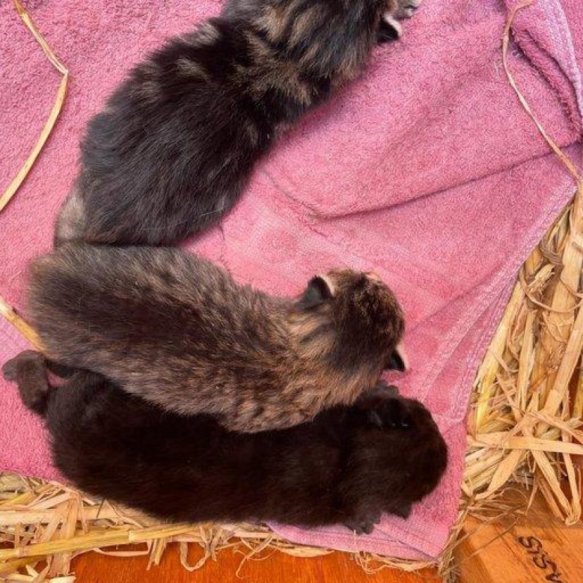 Kittens nhz