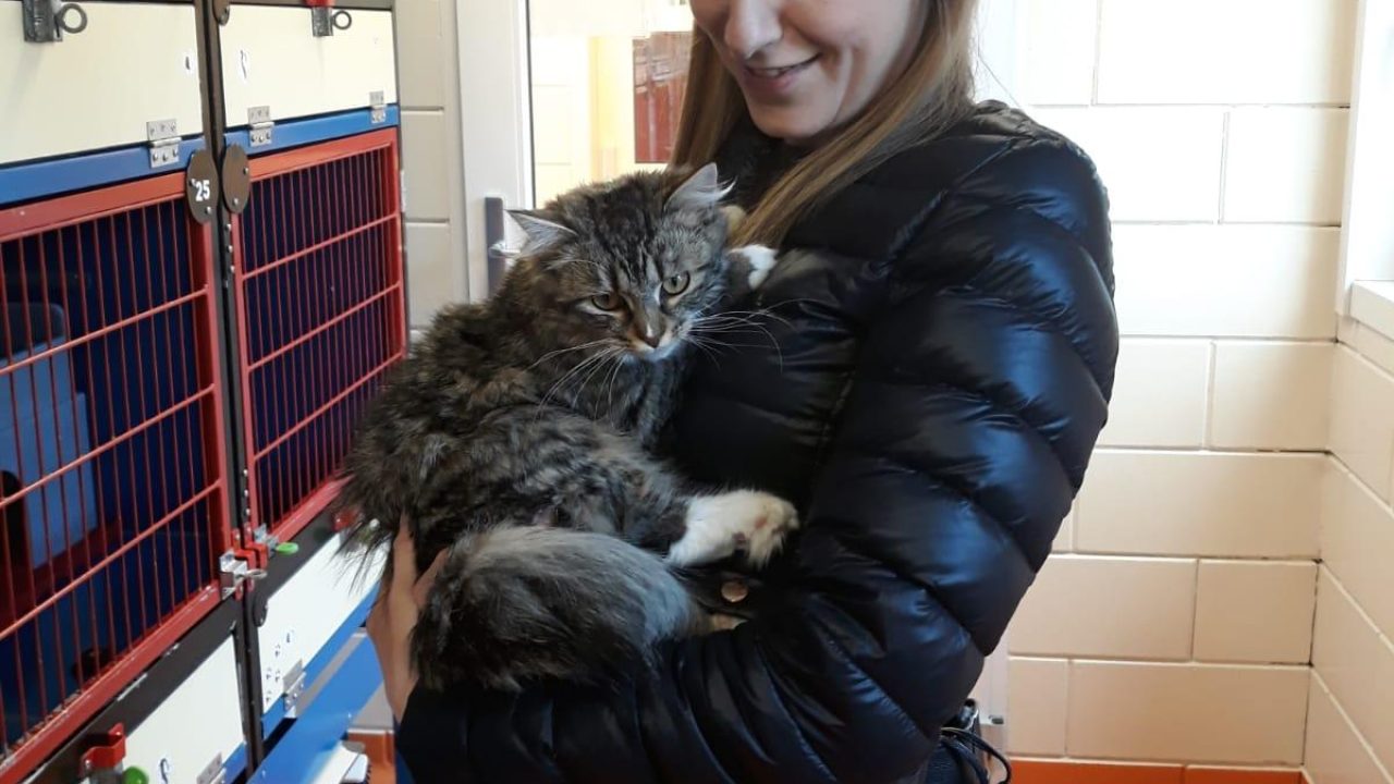 Gevonden kitten na ruim drie weken herenigd met baas