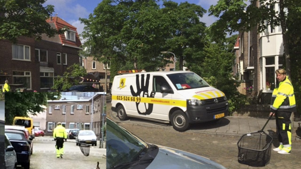 Verhuizing nijlganzen