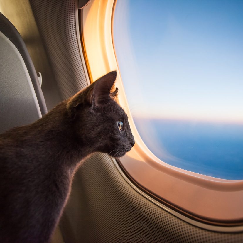 Kat Istock Schiphol
