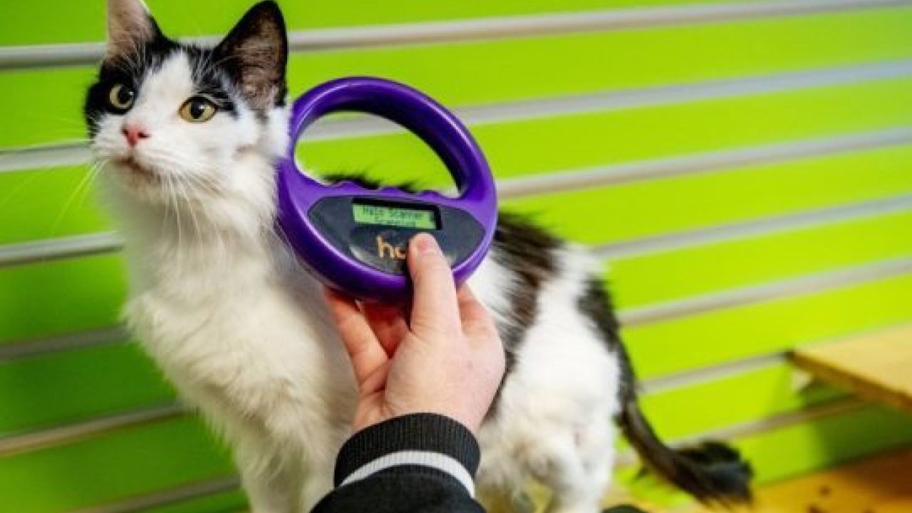 Chip je kat!