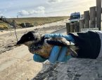 2025 dierenambulance eigen fotos vogels olie 5