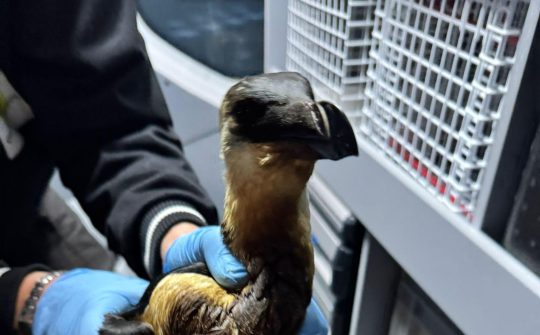 2025 dierenambulance eigen fotos vogels olie 1