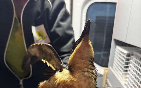 2025 dierenambulance eigen fotos vogels olie 3