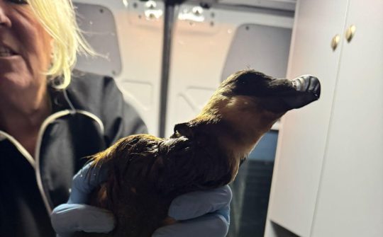 2025 dierenambulance eigen fotos vogels olie 4