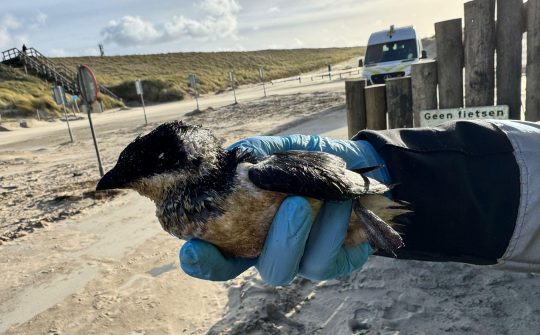 2025 dierenambulance eigen fotos vogels olie 5