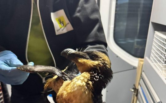 2025 dierenambulance eigen fotos vogels olie 6