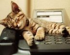 Cat on the phone