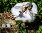 Zwaan kapottesnavel eieren Wildopvang Krommenie 3000px 0