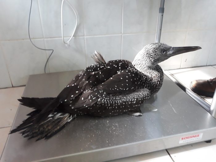 DANK watervogel02
