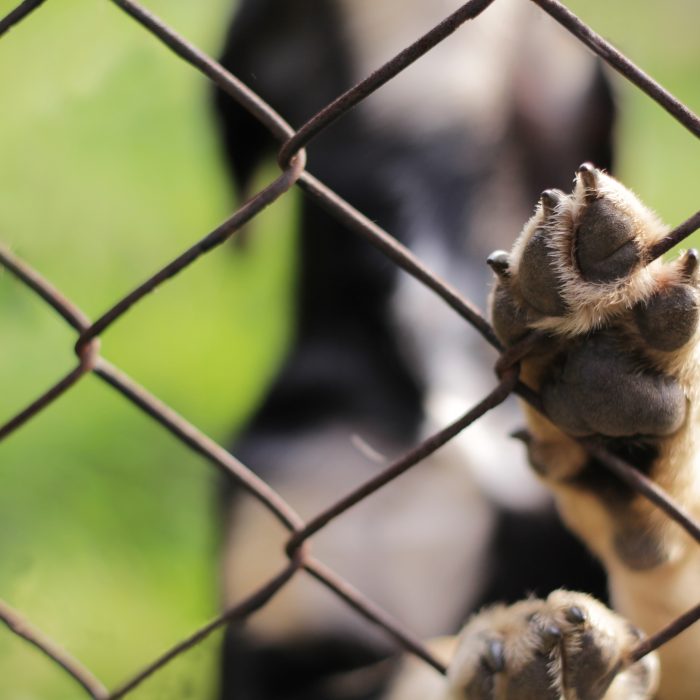 Bekijk gevonden dieren