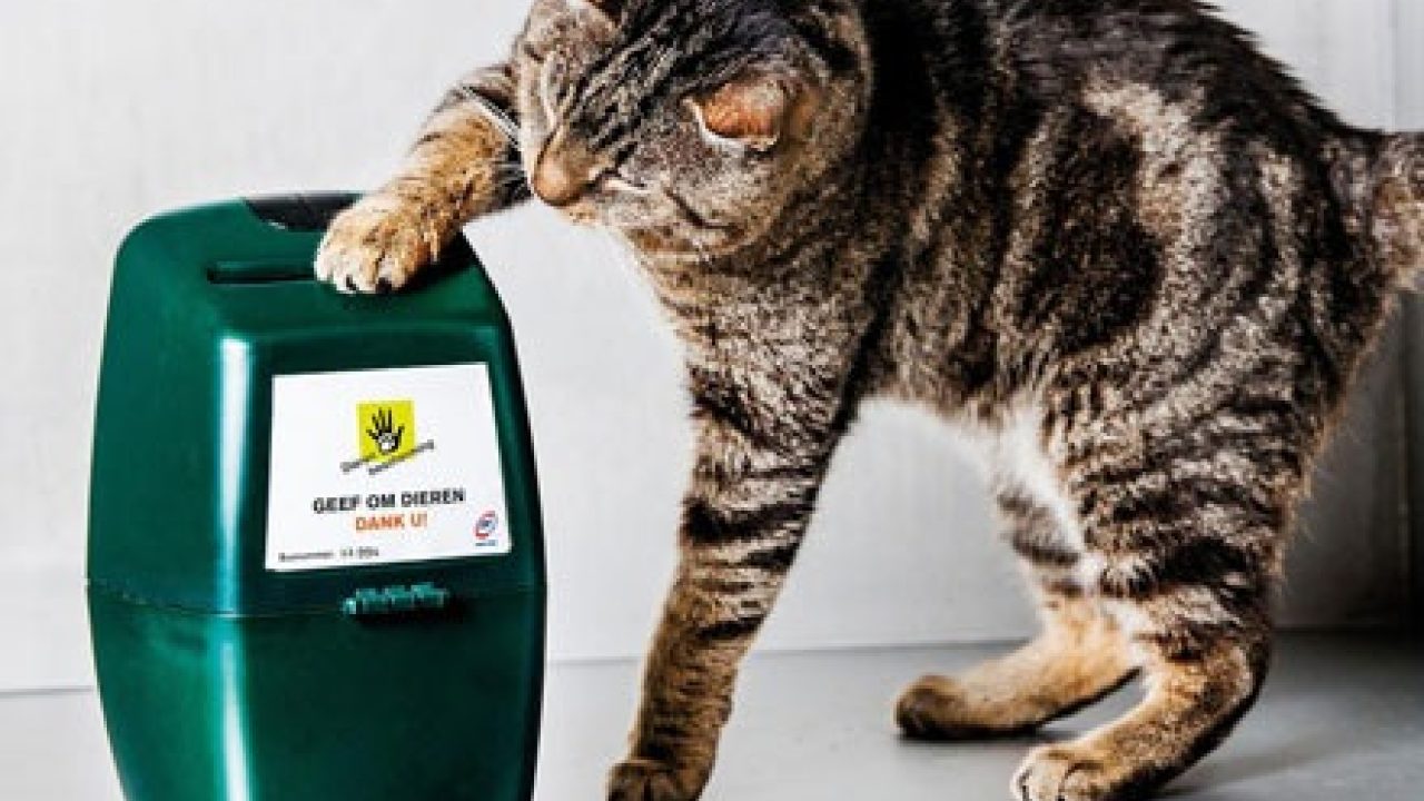 Help dieren door online collecteren