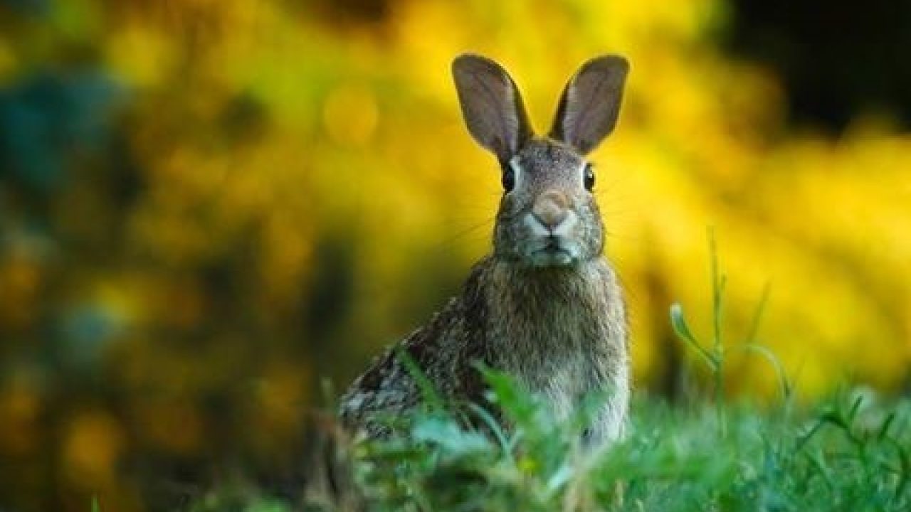 Laat jonge dieren met rust