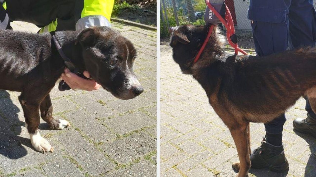 Twee graatmagere honden maken het nu goed