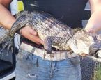 Krokodil met ducttape