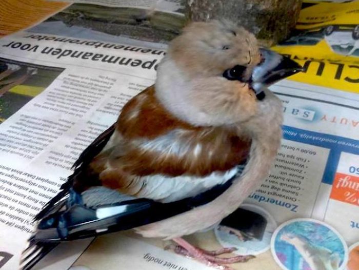 DA O Gr Appelvink01
