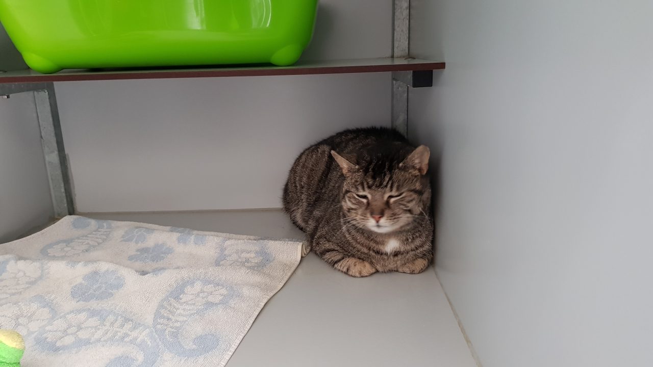 Prachtige hereniging na 4 jaar vermiste kat bij dierenasiel de Kuipershoek