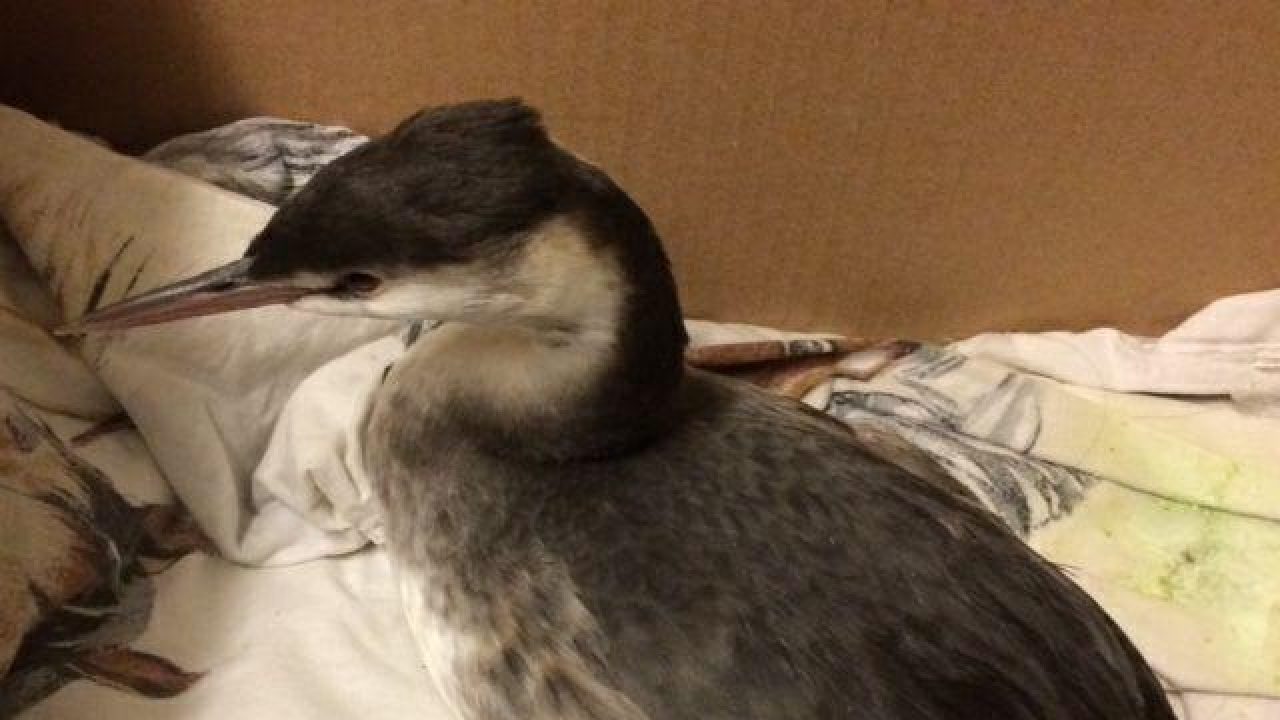 Wat een prachtige vogel is de Fuut