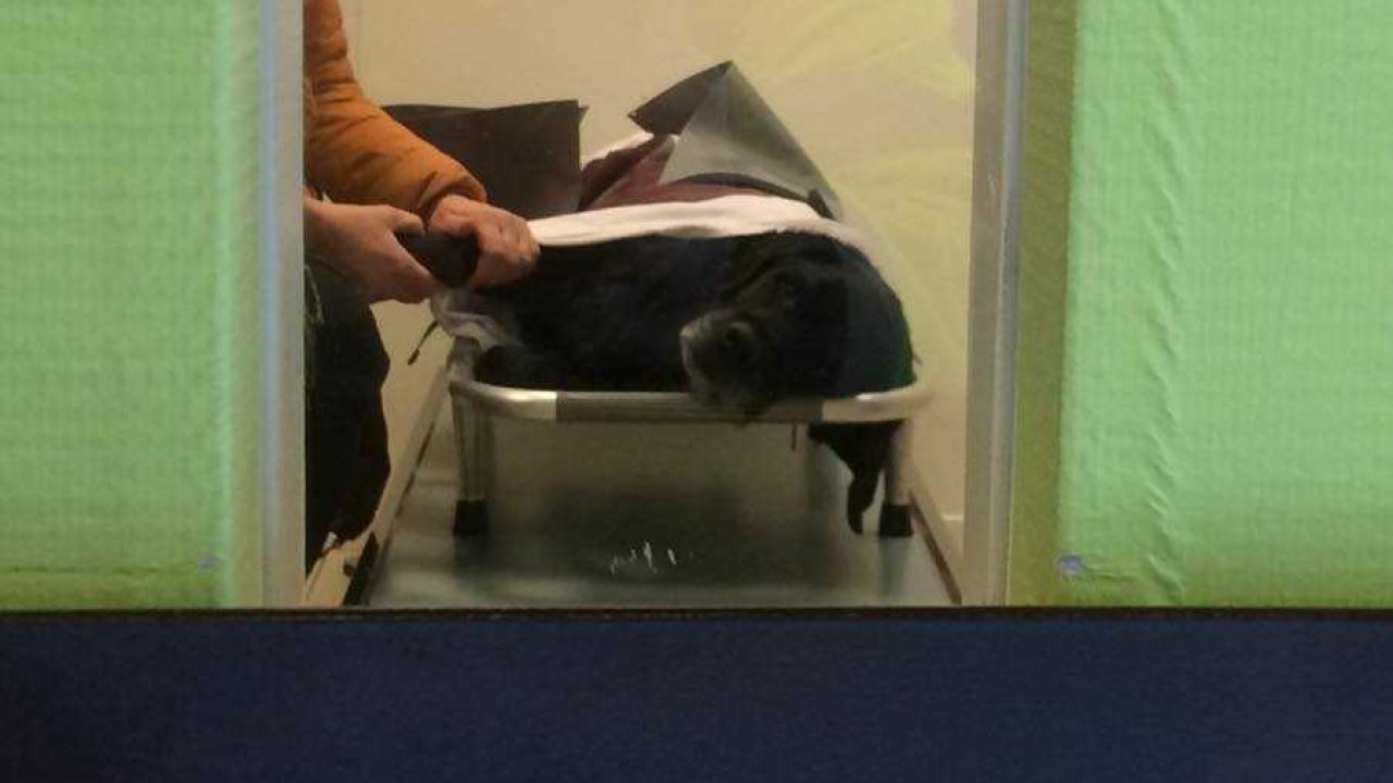 Vervoer van en naar de dierenarts