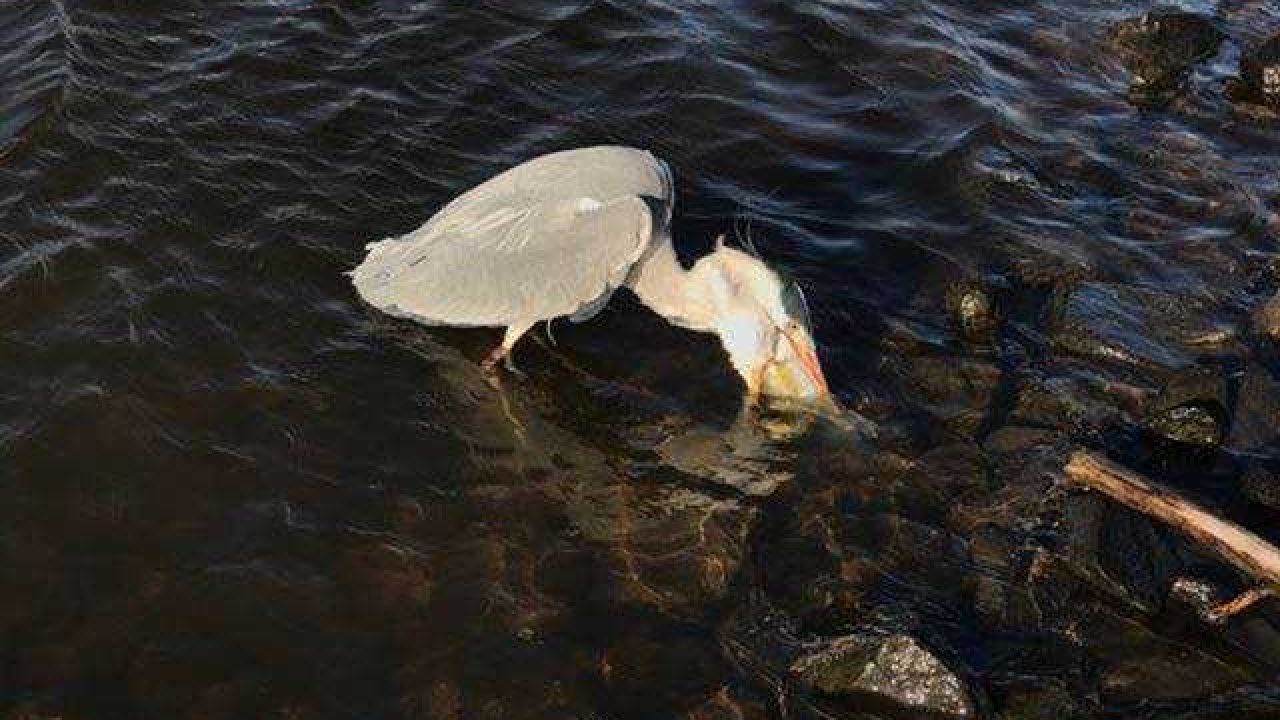 Reiger heeft het moeilijk