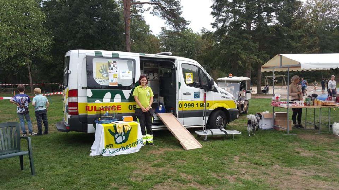 Honden zwemmen Boschbad Apeldoorn