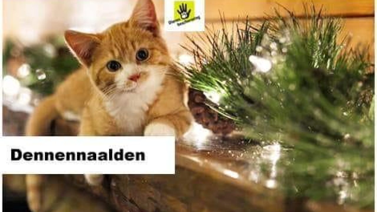 Ga jij dit weekend de kerstboom opzetten?