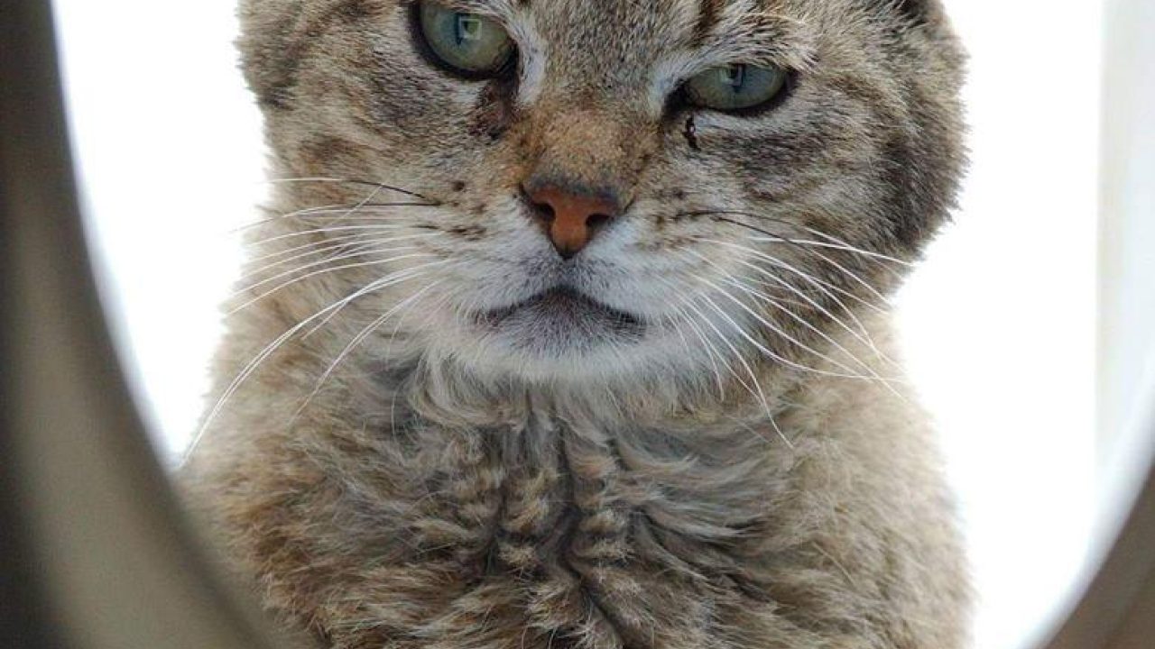 Kattenluik
