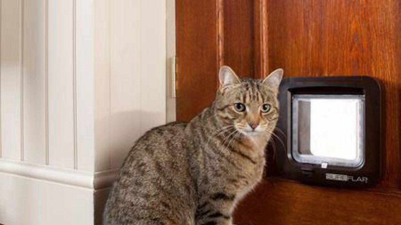 Zit jullie kattenluik al dicht?