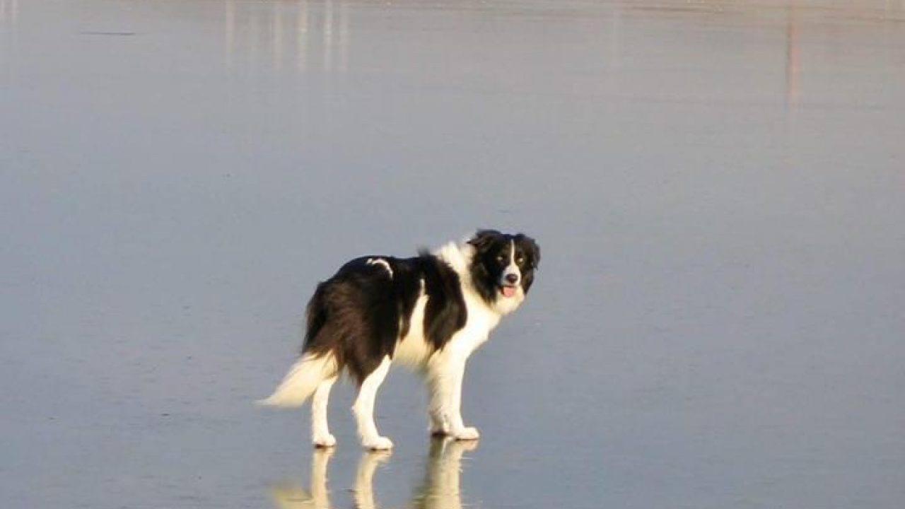 Is het water dichtgevroren waar jij altijd je hond uitlaat?