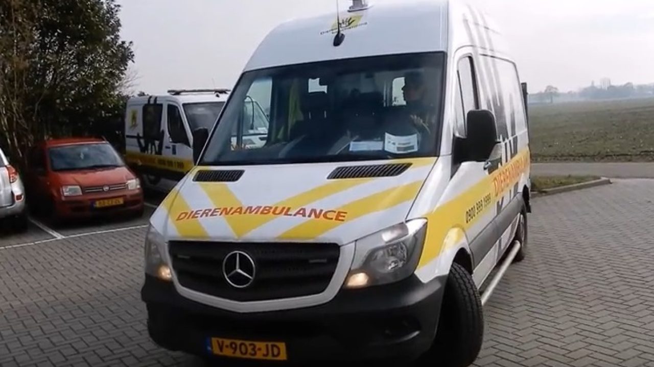 Dierenambulance Overgelder gefilmd