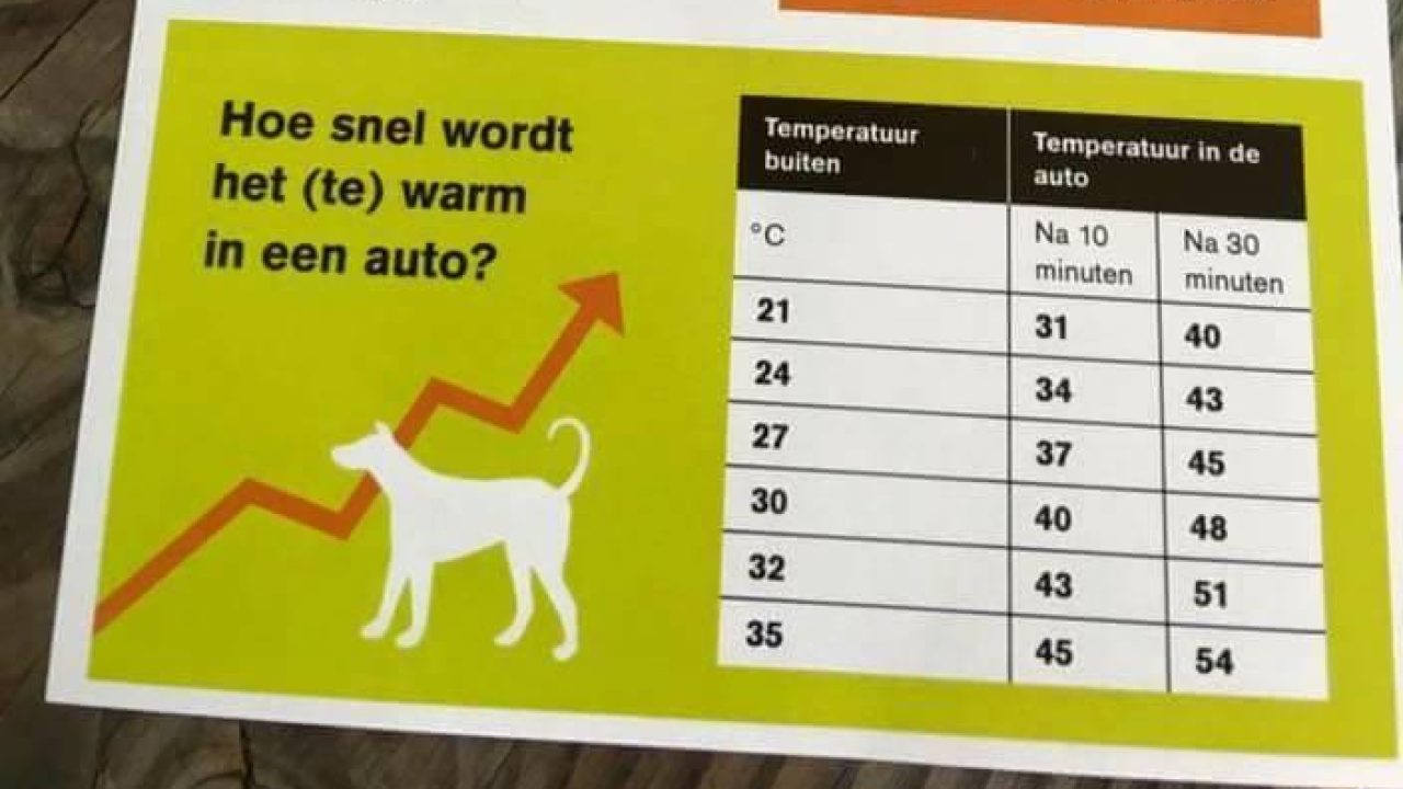 Laat je hond niet in de auto achter!