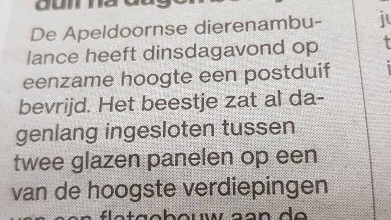 Torenhoog gevangen duif na dagen bevrijd.