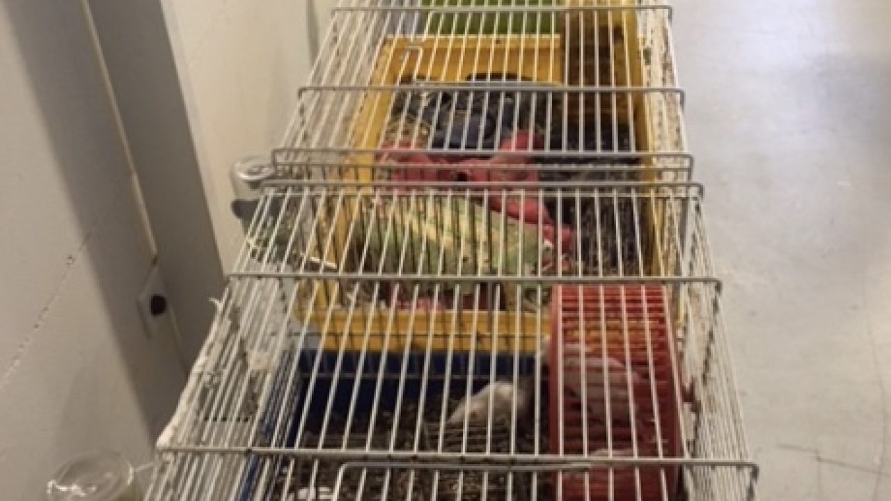 Ruim 200 muizen, 6 konijnen en een cavia weg gehaald