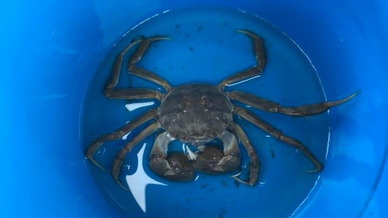 Krab gevonden in de binnenstad