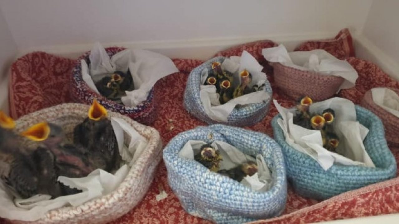 Jonge vogeltjes