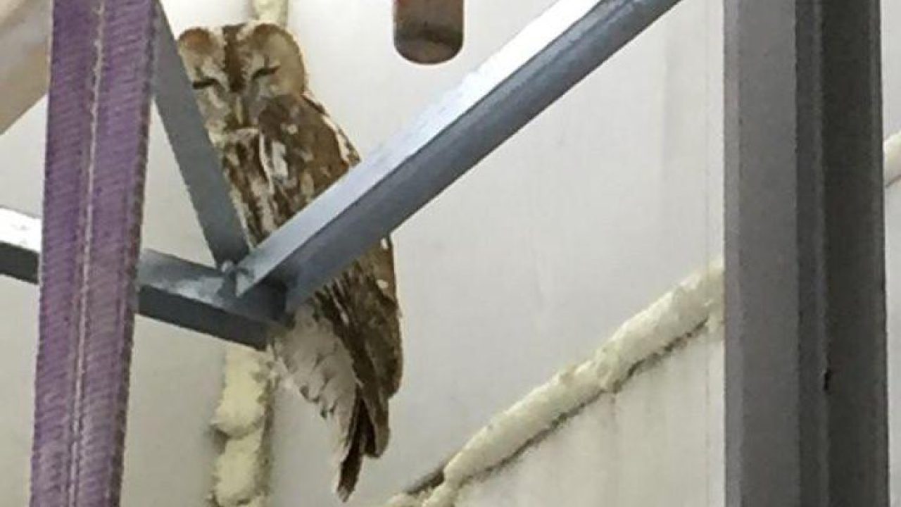 Bosuil vroege gast in hotel in aanbouw