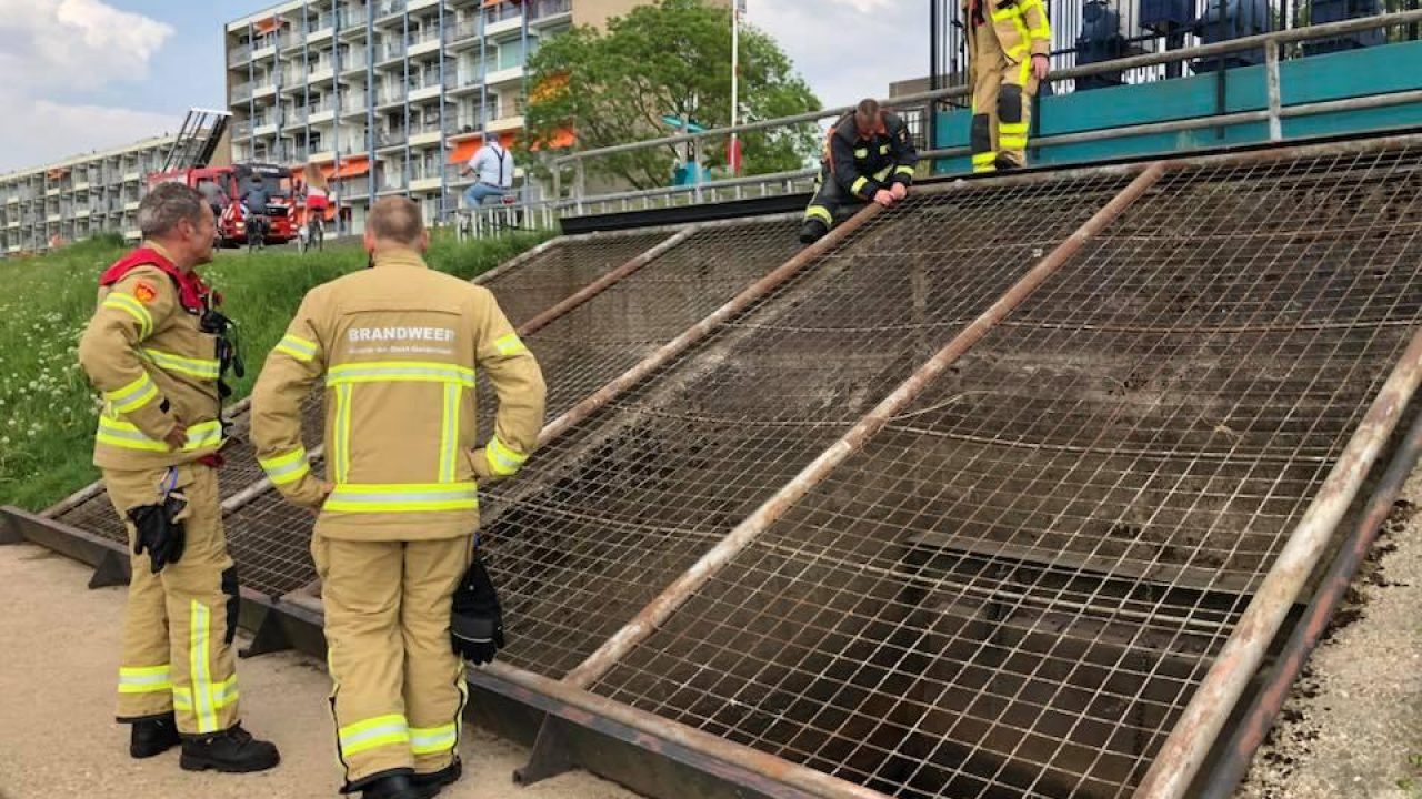 Meerkoet gered uit gemaal in Zutphen