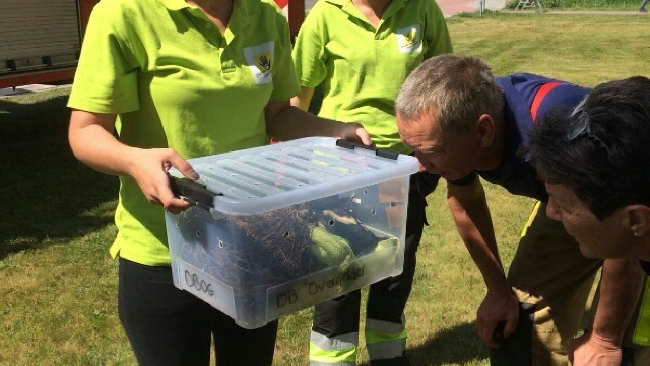 Brandweer redt 5 eksterkuikens