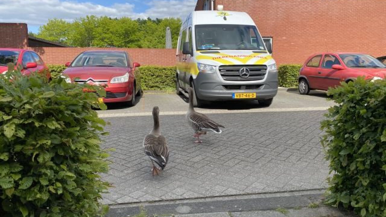 Jonge ganzen bevrijd in Deventer en Eefde