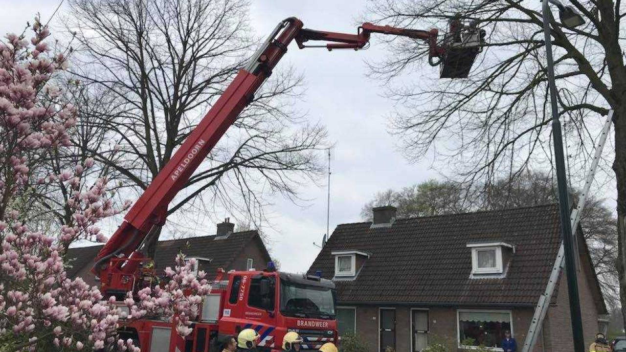 Kat gered uit de boom