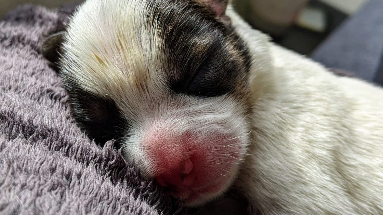 Drie piepjonge puppies gevonden in Deventer